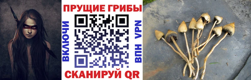Псилоцибиновые грибы Cubensis Качканар